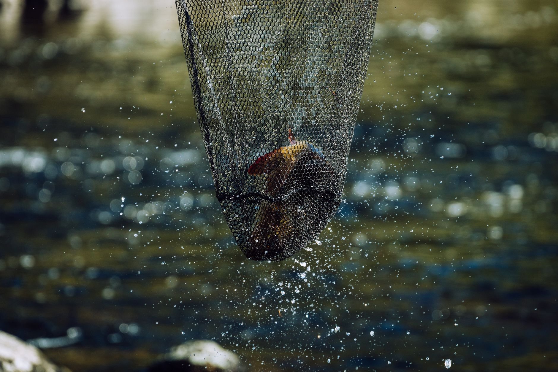 Brown trout caught in a net with water droplets — East Tennessee tailwater fishing